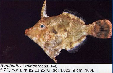 Acreichthys tomentosus
